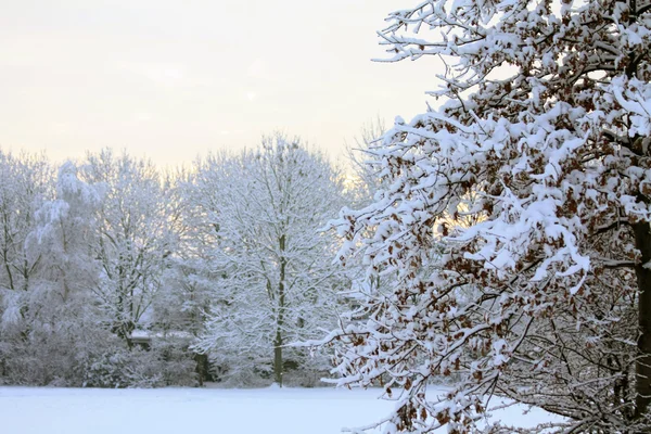 Amanecer de invierno sobre un bosque congelado — Foto de Stock