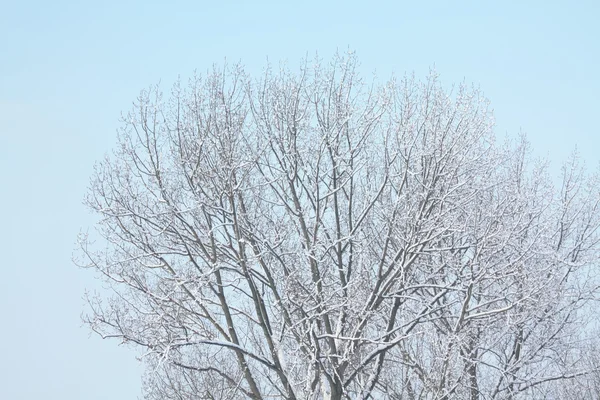 Árbol de nieve — Foto de Stock