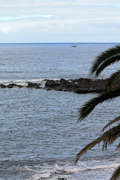 Palm tree on a rocky coast — Stock Photo, Image