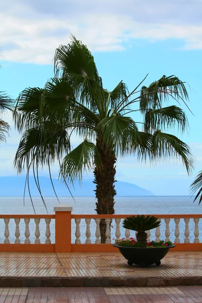 stock image Palm tree on the boulevard