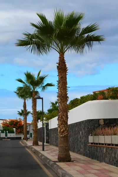 Palm tree in a street — Stock Photo, Image