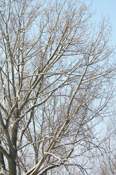 Lumipuu — kuvapankkivalokuva