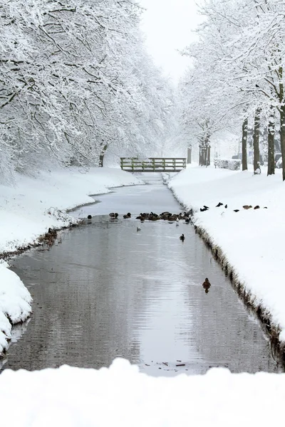 Frozen ditch in a park — Stok fotoğraf