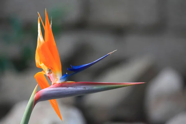 Paradijsvogel, strelitzia reginae — Stockfoto