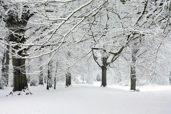 Um conto de fadas com floresta de inverno — Fotografia de Stock