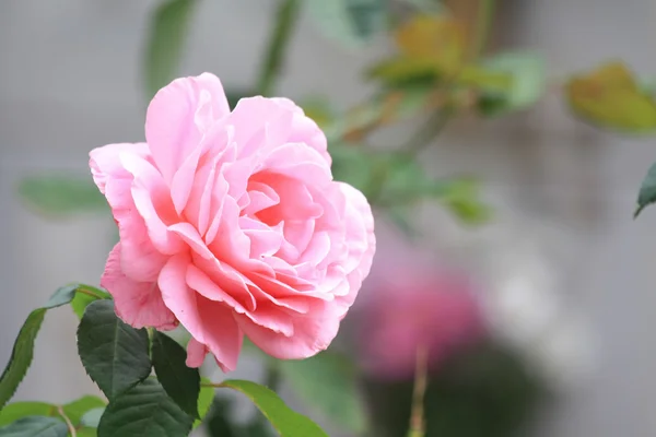 stock image Pink rose