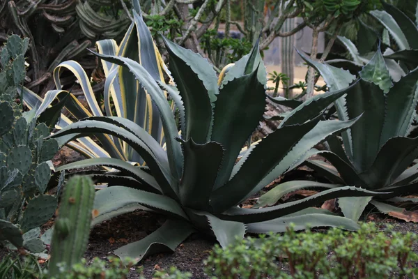 stock image Agave plants