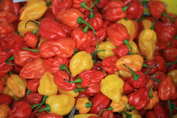 Mini pimentas coloridas — Fotografia de Stock