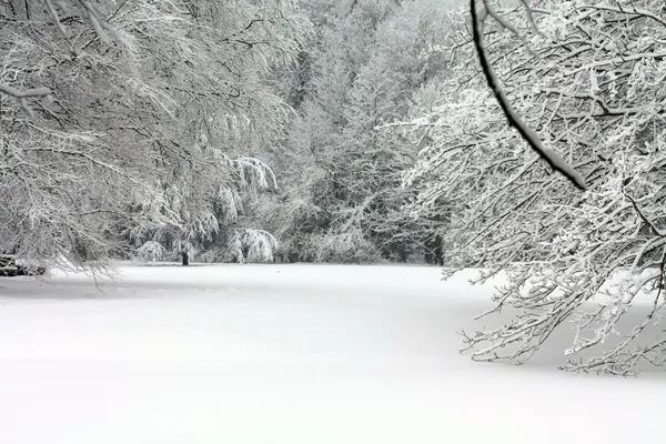 Uma floresta de inverno — Fotografia de Stock