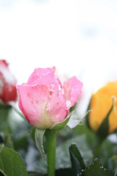 눈 속의 분홍빛 장미 — 스톡 사진
