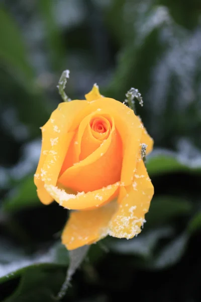 Rosa amarilla nieve —  Fotos de Stock