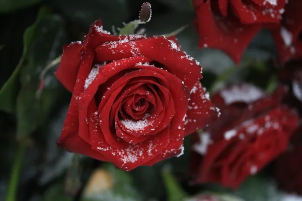 Een rode roos in de sneeuw — Stockfoto
