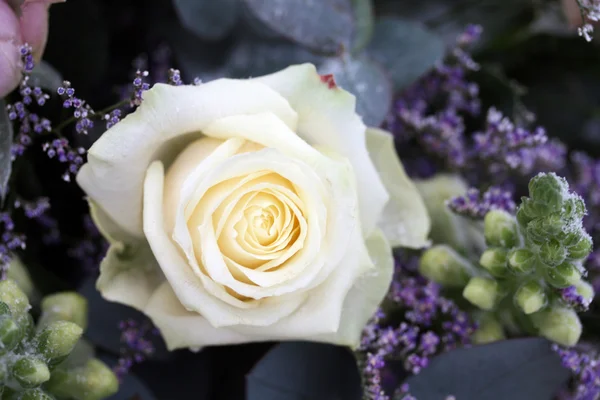 Λευκό ροδαλό λουλούδι ρύθμιση — Φωτογραφία Αρχείου