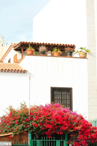 Bougainvillea in front of a house — Stock Photo, Image