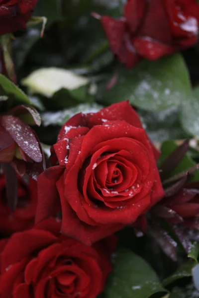 Ramo de rosas rojas en la nieve — Foto de Stock