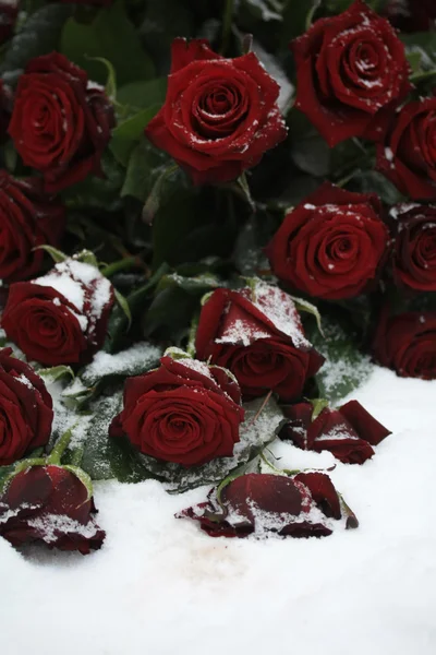 Buquê de rosa vermelha na neve — Fotografia de Stock