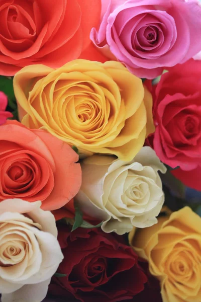 異なる色のバラ — Stockfoto