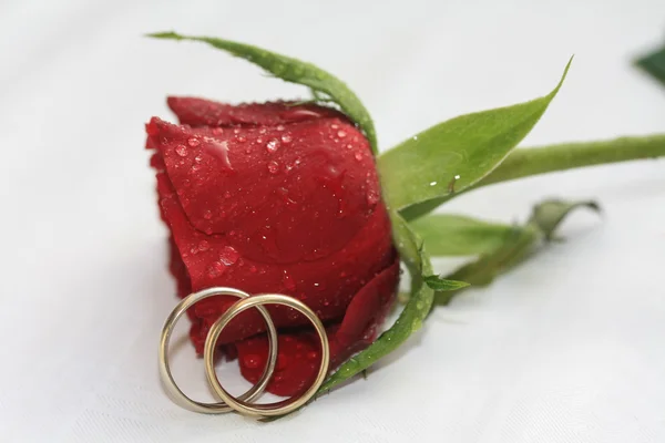 Eheringe und eine rote Rose — Stockfoto