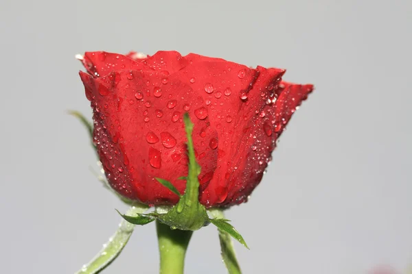 Kapky na růže — Stock fotografie