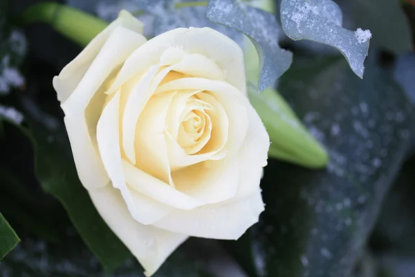 Rosa bianca smerigliata — Foto Stock