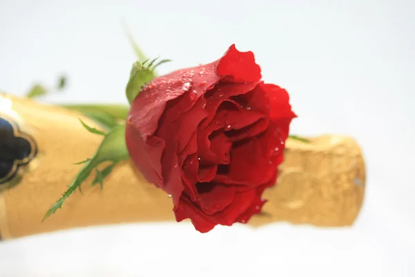 Rózsa és pezsgő — Stock Fotó