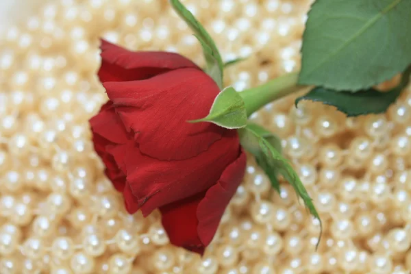 Rosa rossa su perle — Foto Stock