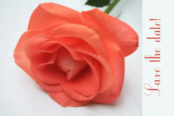 Orangefarbene Rose Karte - Speichern Sie das Datum — Stockfoto