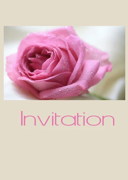 Pink rose card - invitation — Stock Photo, Image