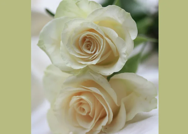 Λευκό τριαντάφυλλο ευχετήρια κάρτα — Φωτογραφία Αρχείου