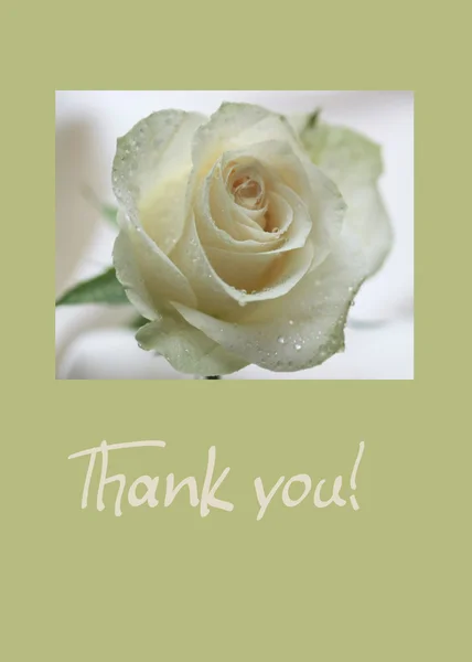Bílá růže karta - Děkuji — Stock fotografie