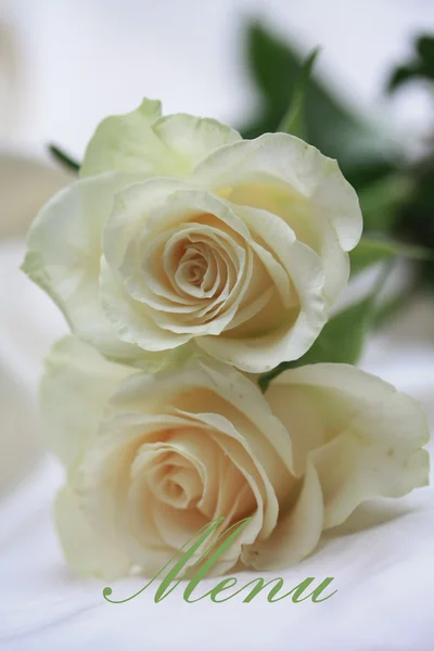 Λευκό τριαντάφυλλο κάρτα - μενού — Φωτογραφία Αρχείου