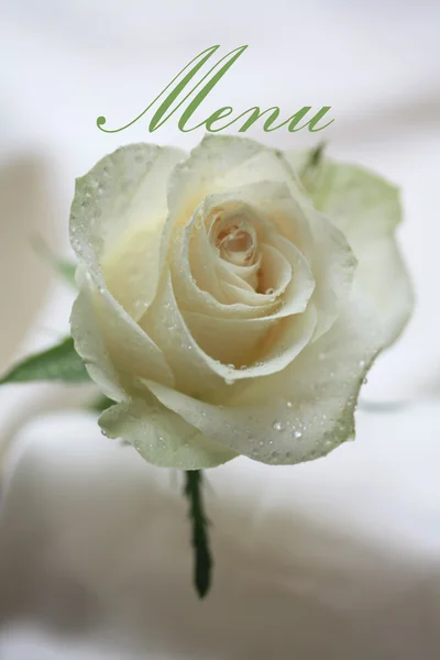 Weiße Rose Karte - Menü — Stockfoto