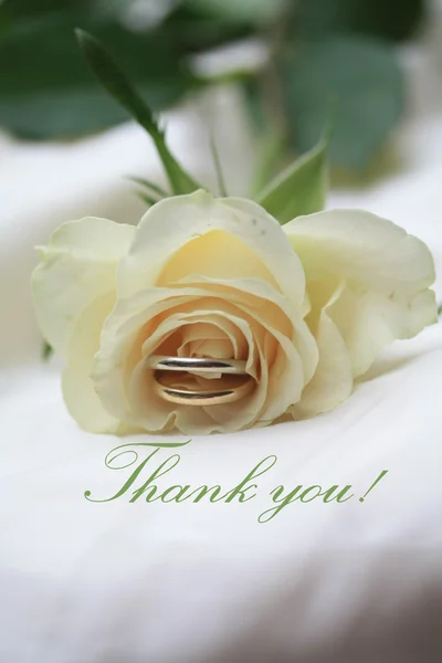 Biała Róża karty - dziękuję — Zdjęcie stockowe