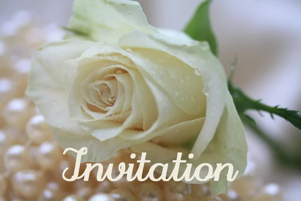 Witte roos kaart - afdrukken en post - uitnodiging — Stockfoto