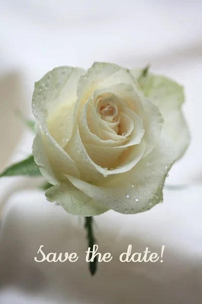 Λευκό τριαντάφυλλο κάρτα - save the ημερομηνία — Φωτογραφία Αρχείου