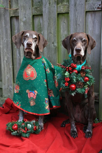 Vánoce s pointer sisters — Stock fotografie