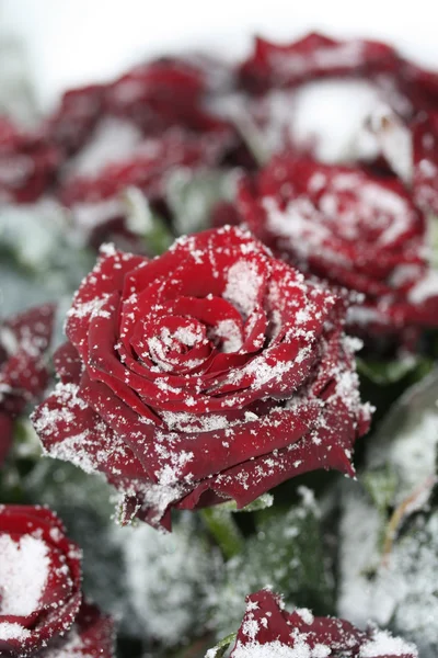 Een rode roos in de sneeuw Stockfoto