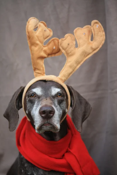 A reindeer christmas pointer — Stock Photo, Image