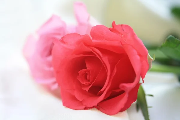 Rosas. Imagen De Stock