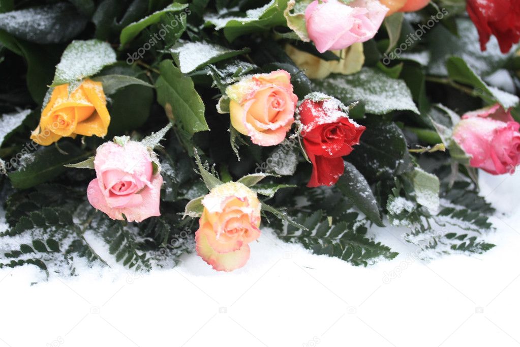 Mixed rose bouquet in the snow