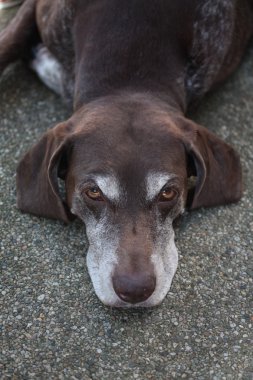 Germain shorthaired pointer clipart