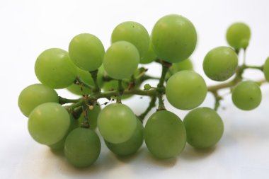 Immature green grapes clipart