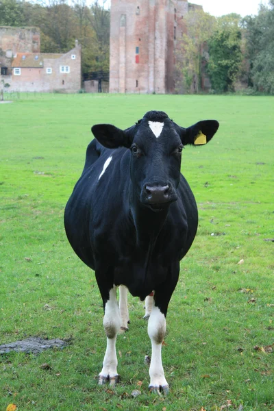 Czarna krowa w łące — Zdjęcie stockowe