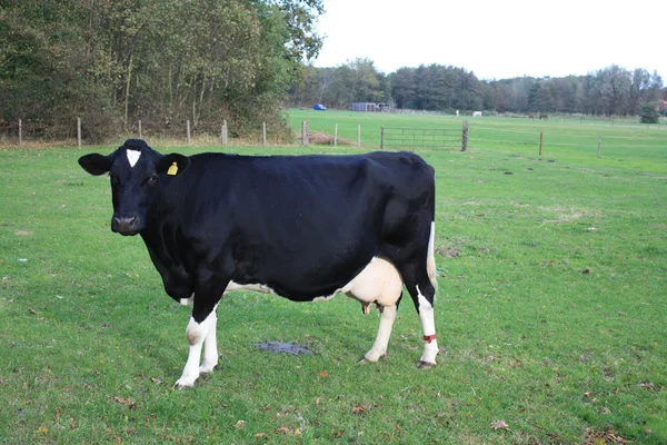 Czarna krowa — Zdjęcie stockowe