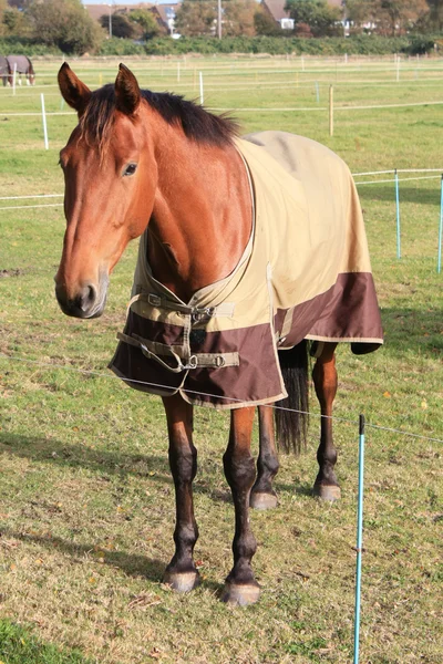 Прекрасная коричневая лошадь — стоковое фото