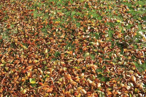 Opadłych liści — Zdjęcie stockowe
