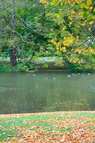 A pond in a park — Stock Photo, Image