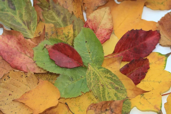 Jesienna martwa natura — Zdjęcie stockowe