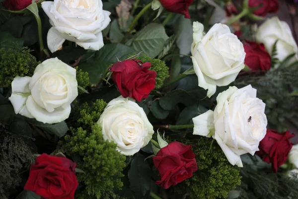 Білі та червоні троянди — стокове фото