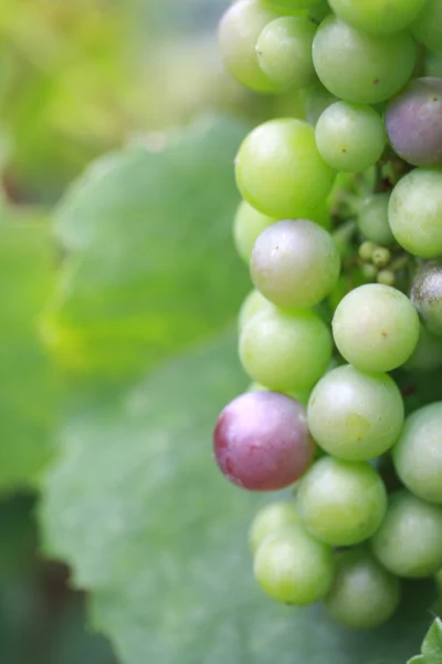 Uvas em maturação — Fotografia de Stock